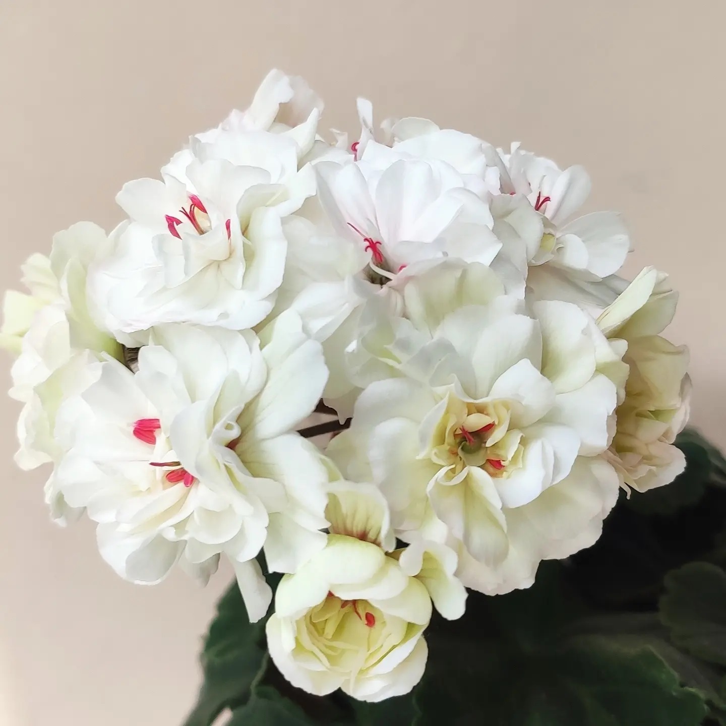 Пеларгония .........ТА-Эдер