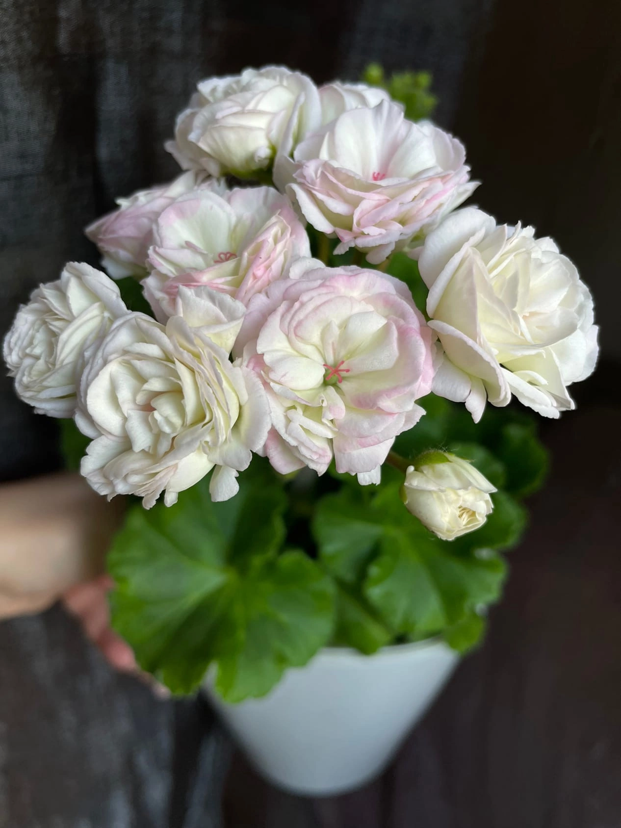 Пеларгония ЮВ-Молоко Мадонны - 2