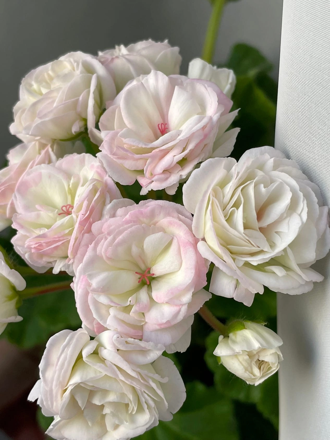 Пеларгония ЮВ-Молоко Мадонны - 1