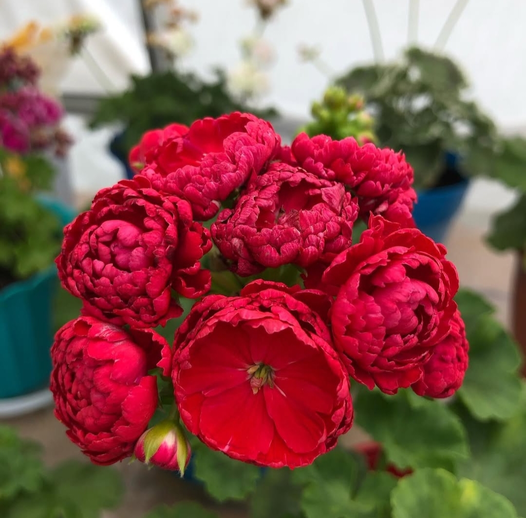 Пеларгония Династия Фуджи