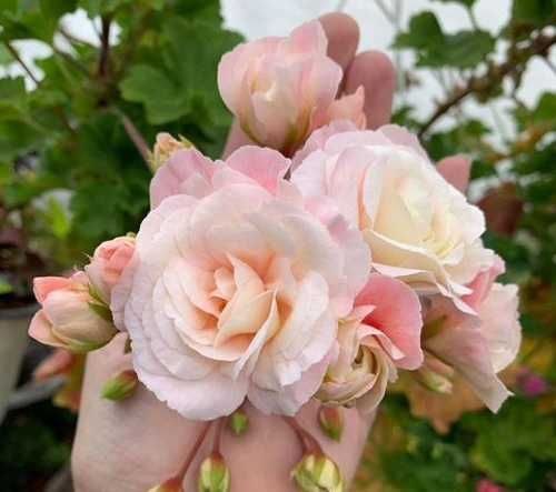 Пеларгония Леона Галактика