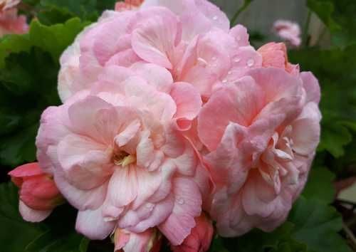 Пеларгония Леона Галактика - 2