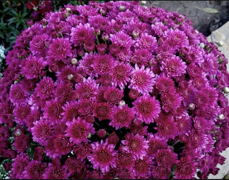 Amiko Purple