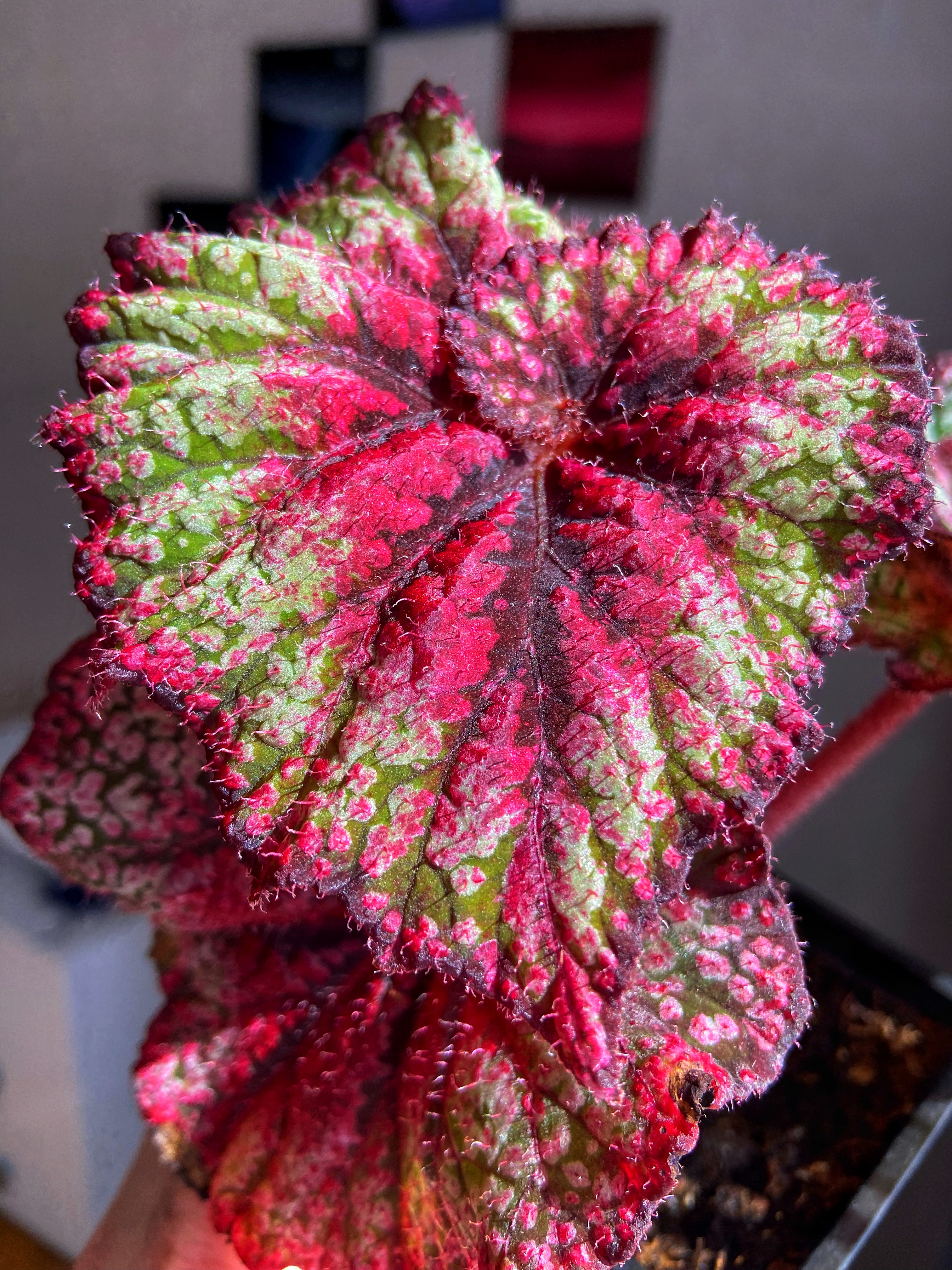 Бегония VL-Богиня красоты - 2