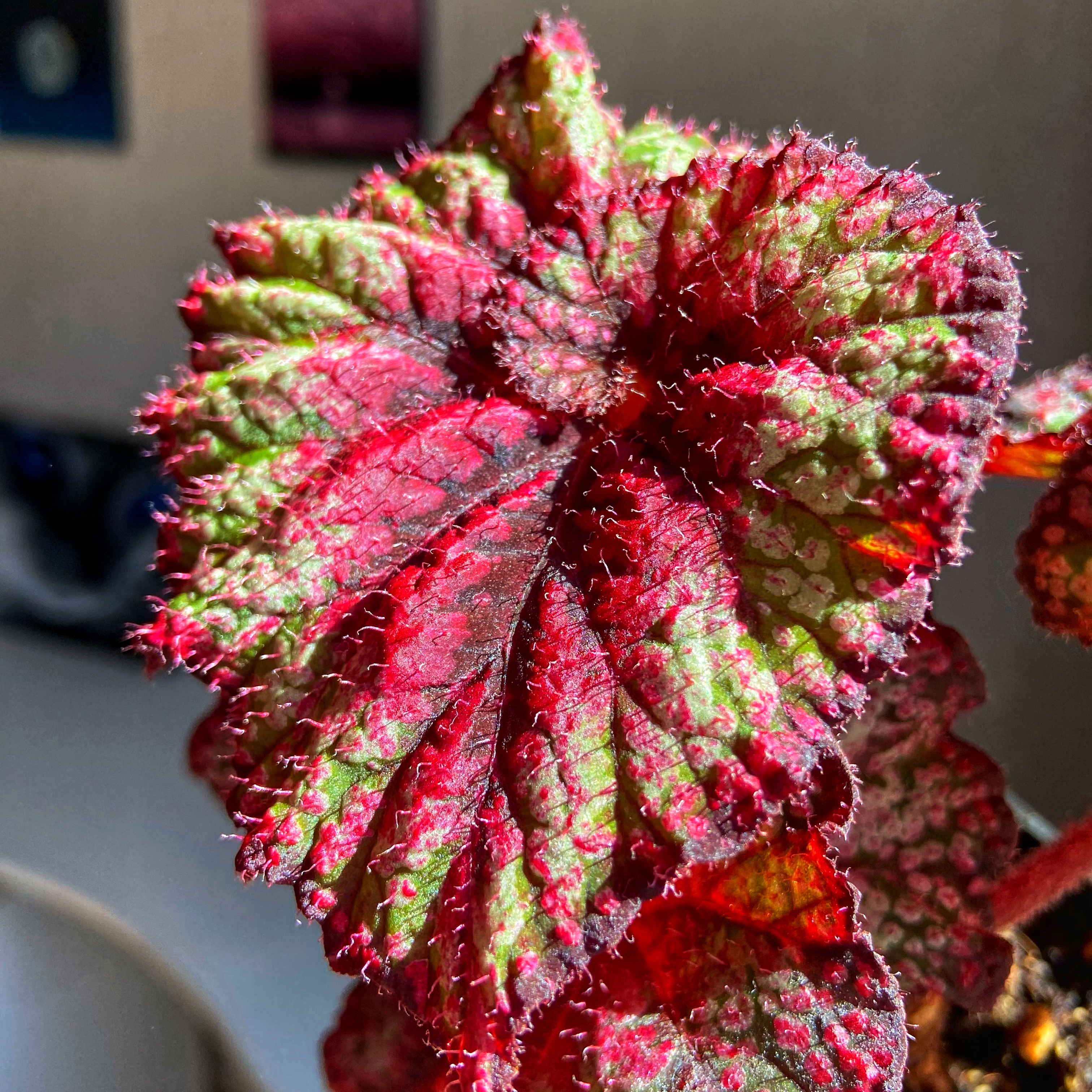 Бегония VL-Богиня красоты