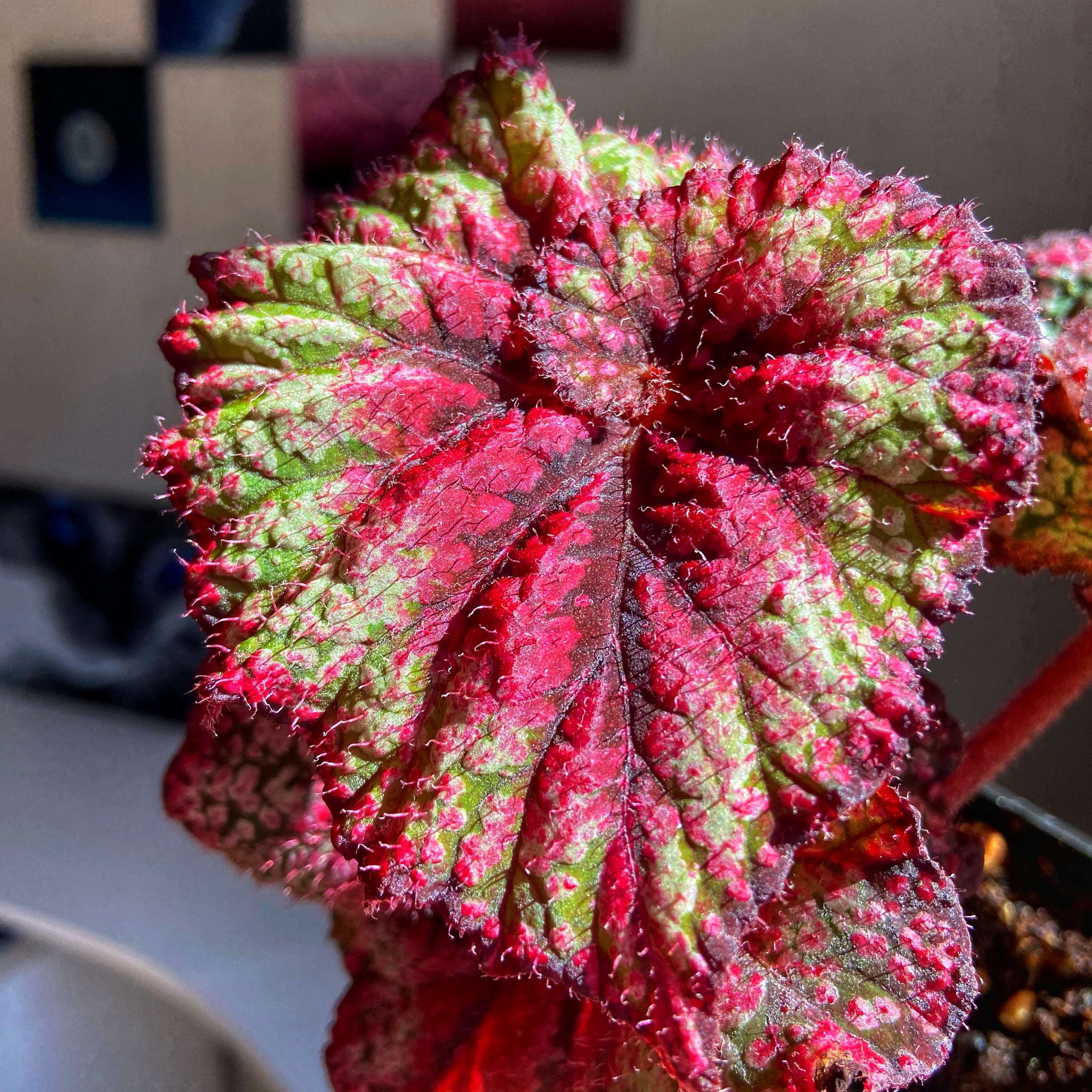 Бегония VL-Богиня красоты - 1