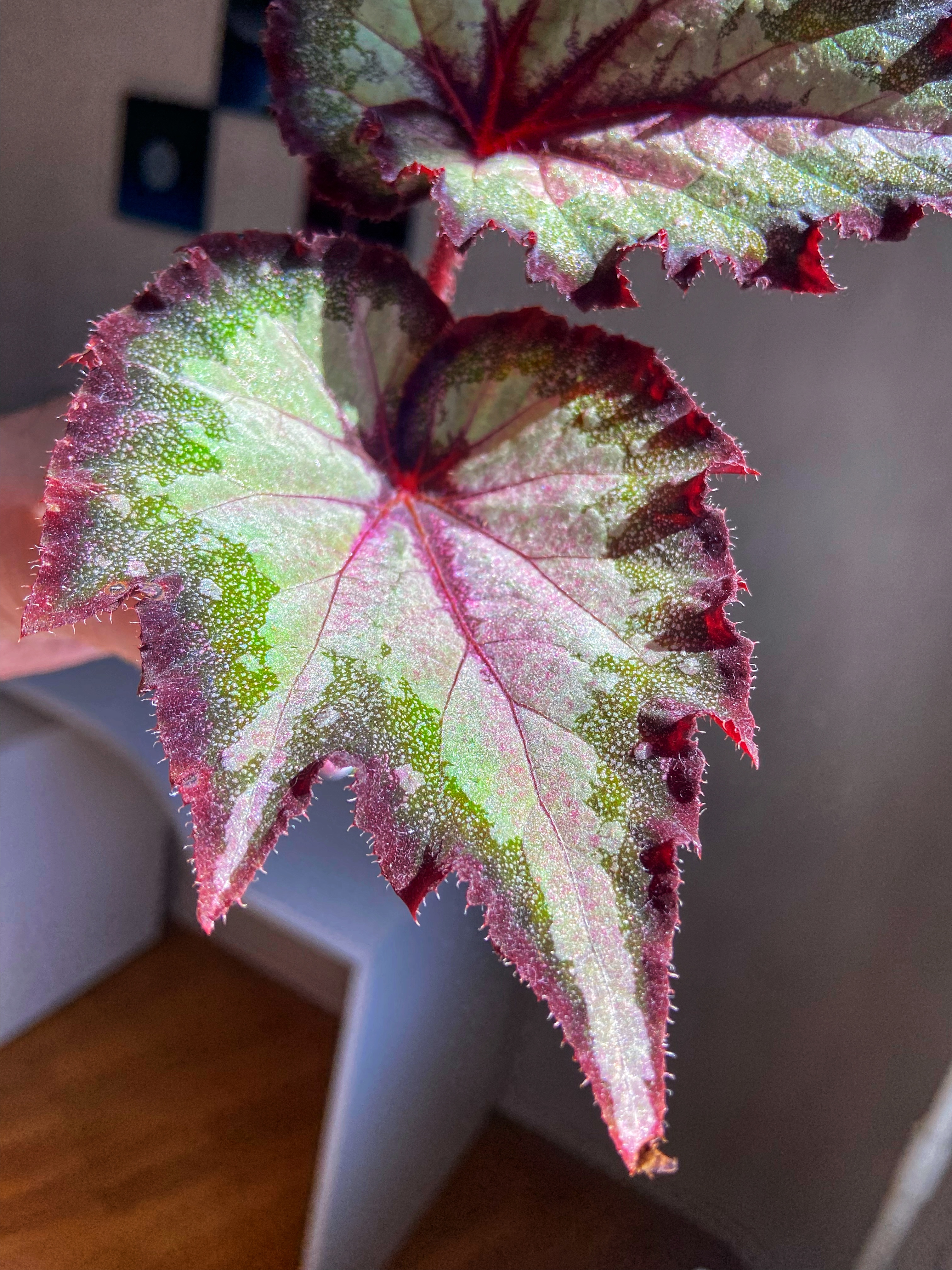 Бегония .......СЛ-Руника - 1