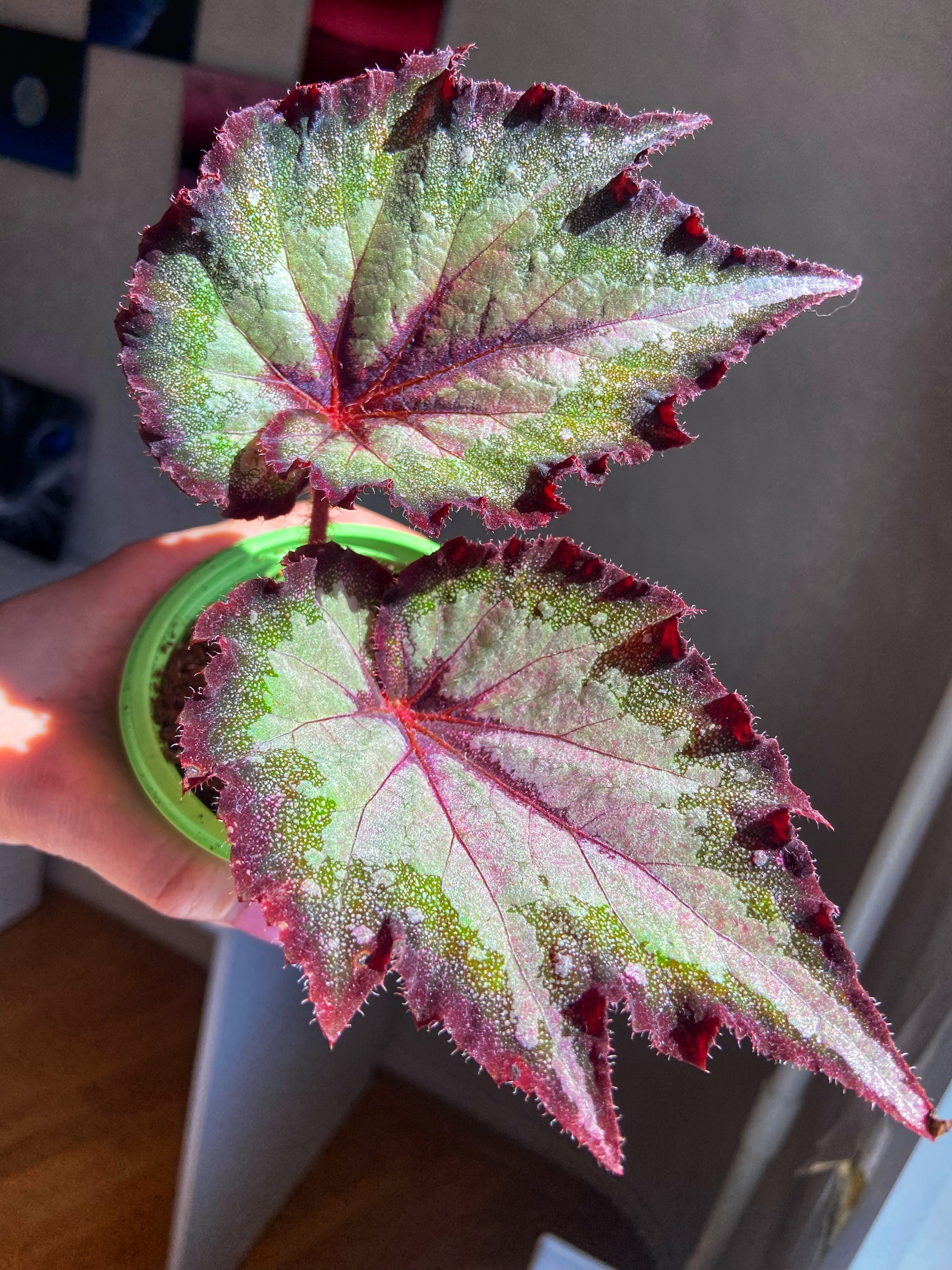 Бегония .......СЛ-Руника