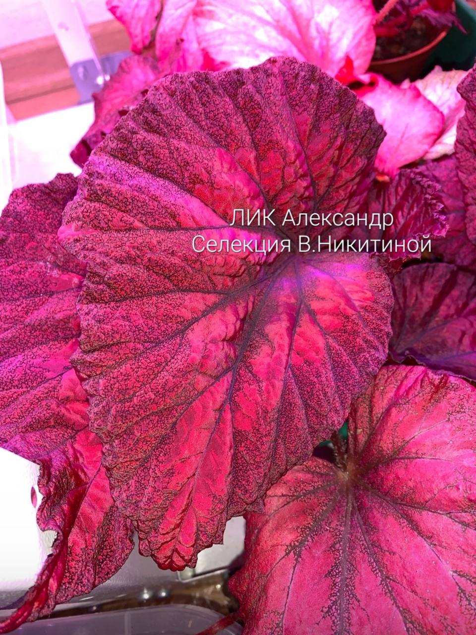 Бегония ЛИК-Александр