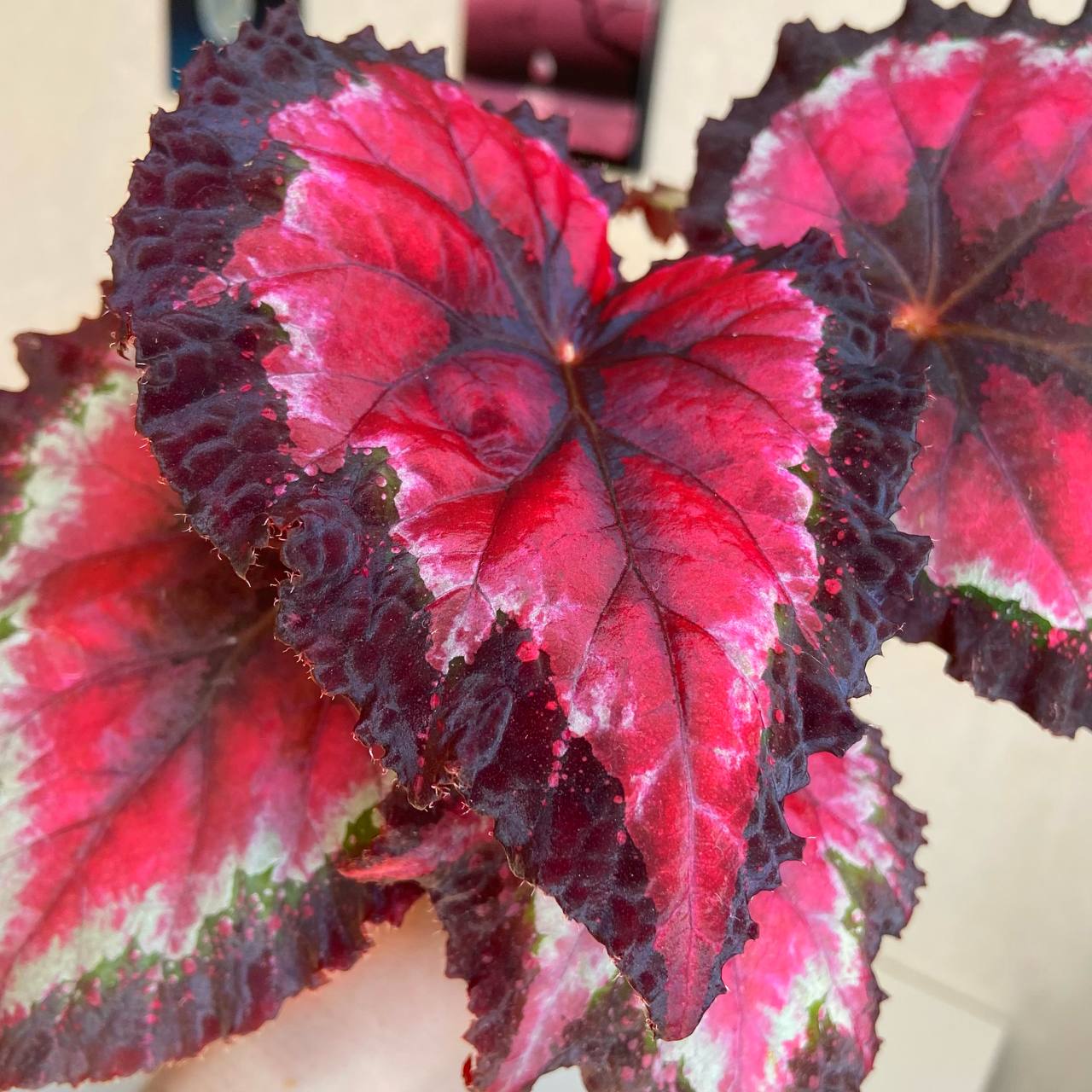 Бегония HR-Astre Chevelu