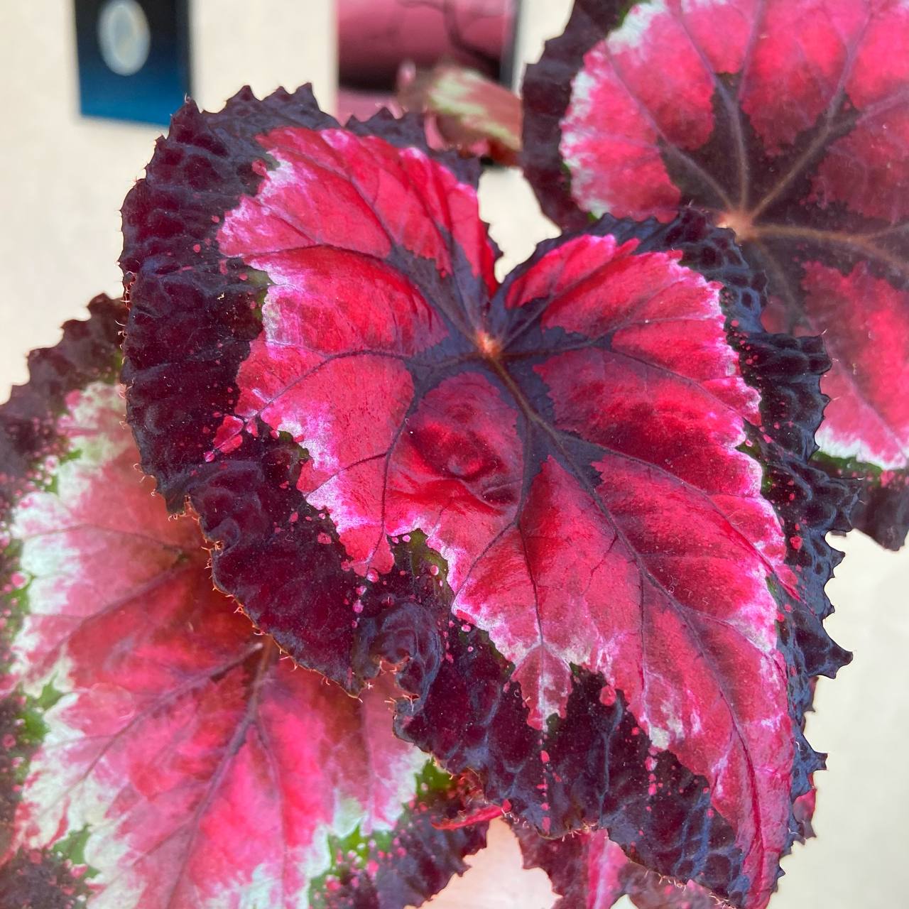 Бегония HR-Astre Chevelu - 2