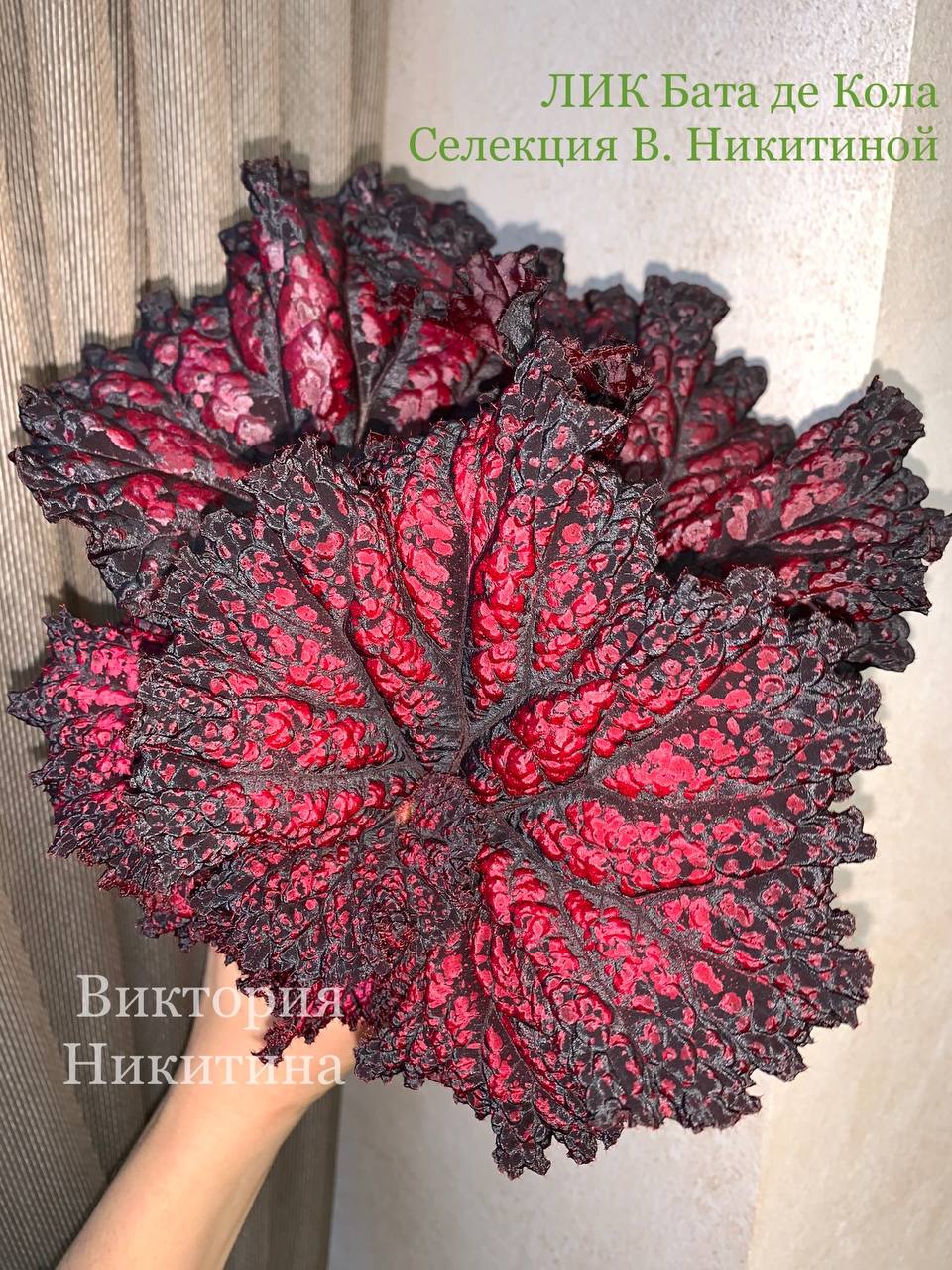  Бегония ЛИК-Бата Де Кола