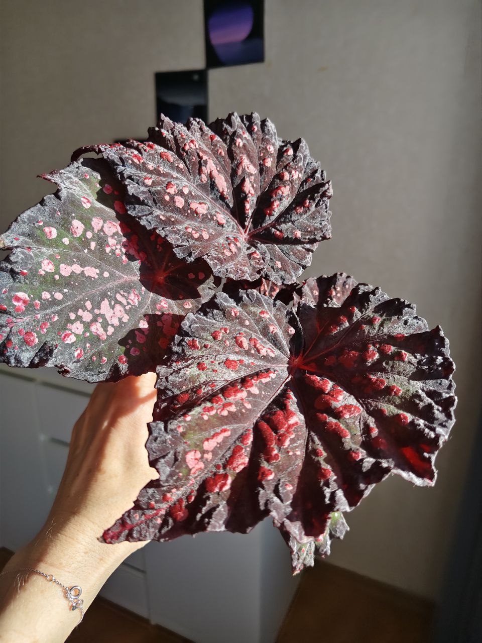 Бегония RUS-Божьи Коровки