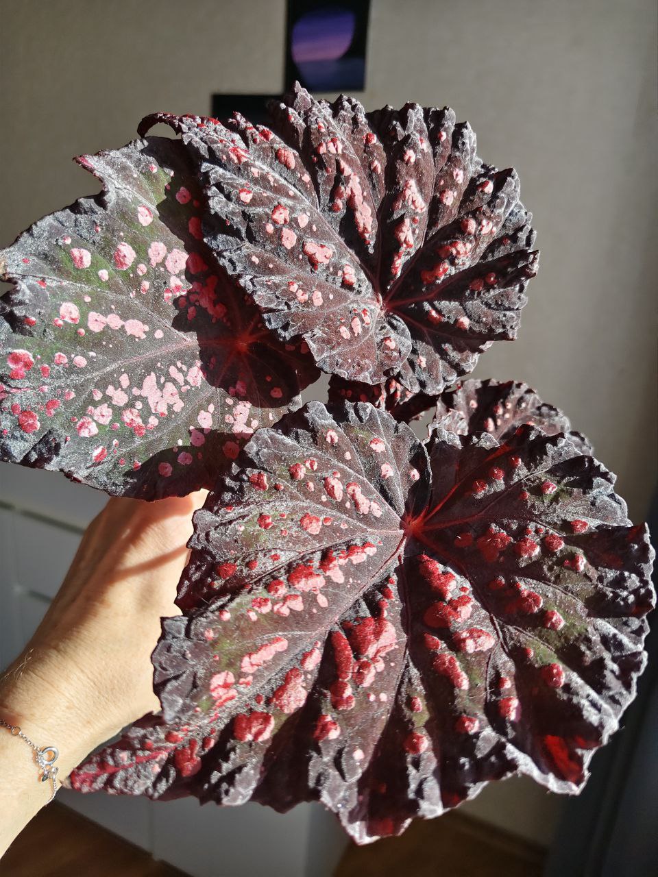 Бегония RUS-Божьи Коровки - 1