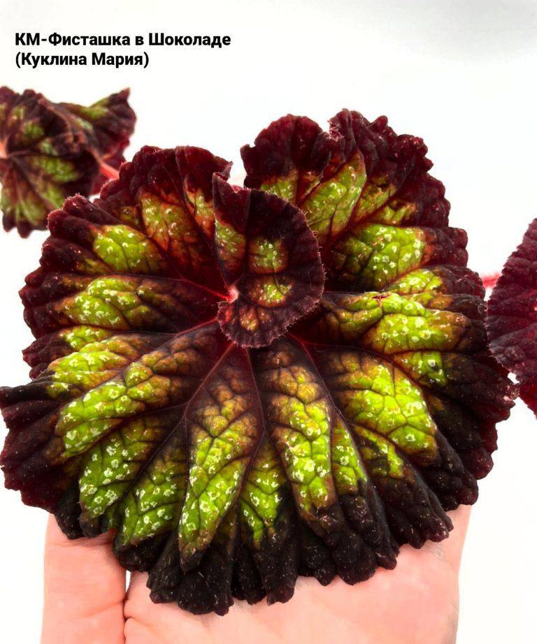 Бегония КМ-Фисташка в Шоколаде