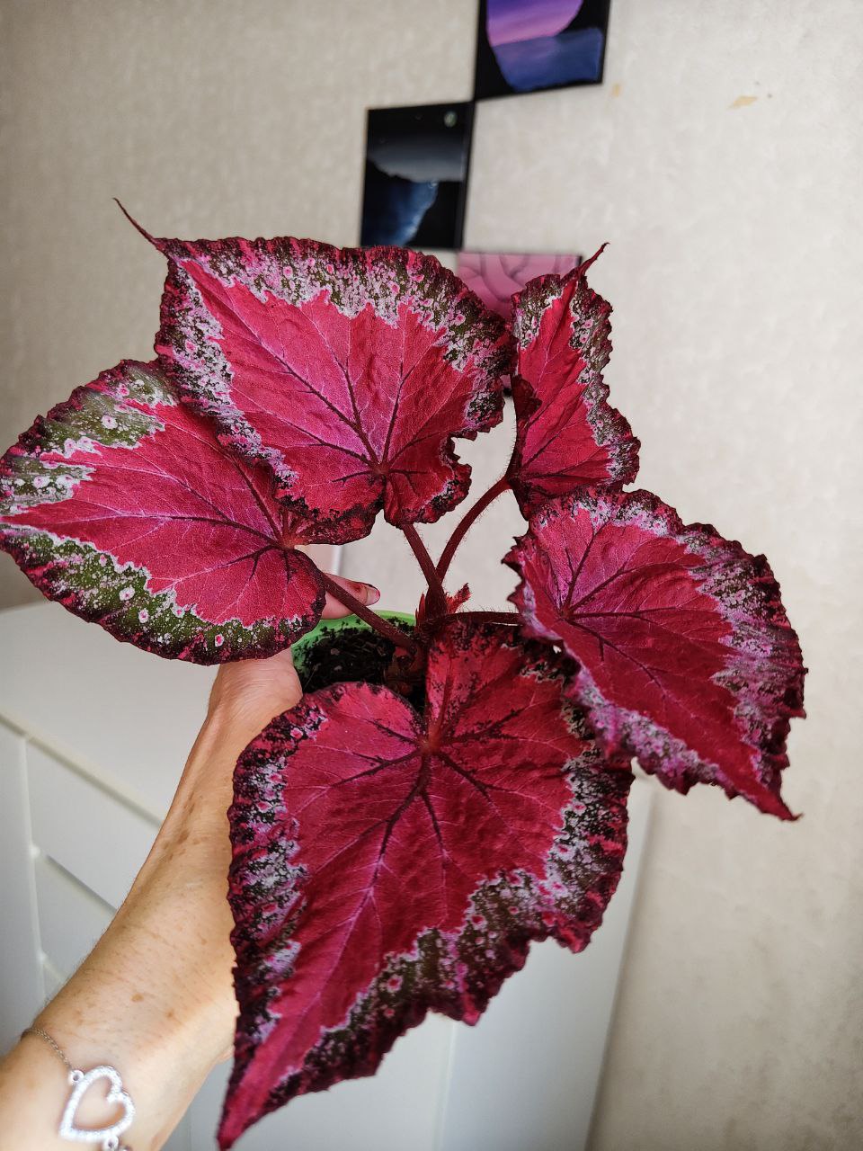 Бегония ......ЛИК-Комета - 1