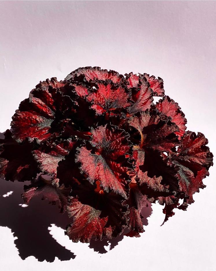 Бегония DS-Красная шапочка