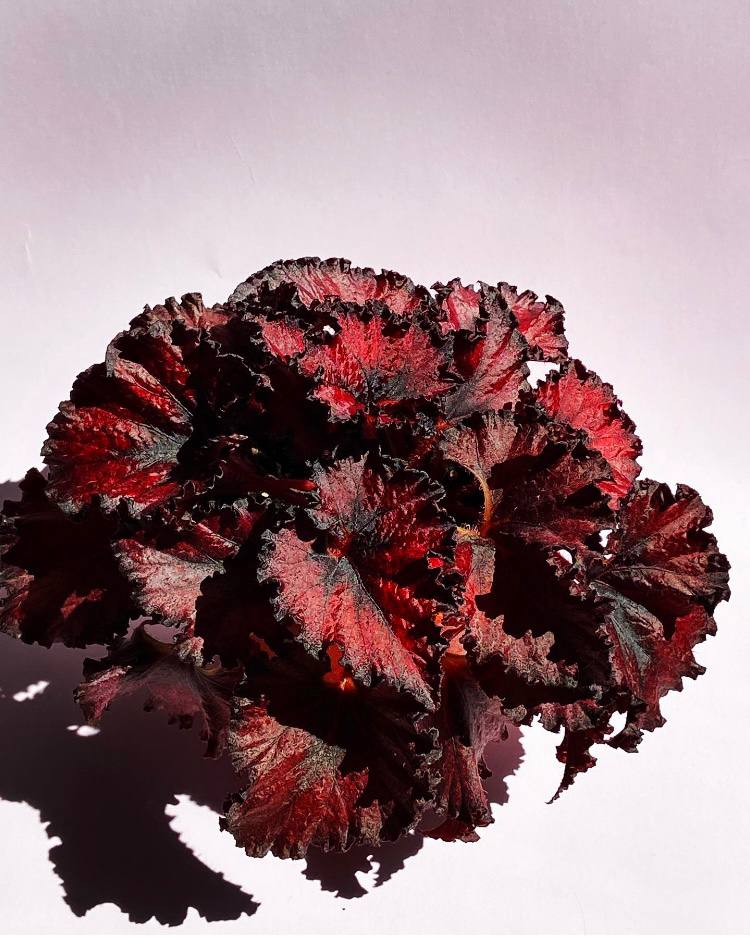 Бегония DS-Красная шапочка - 1