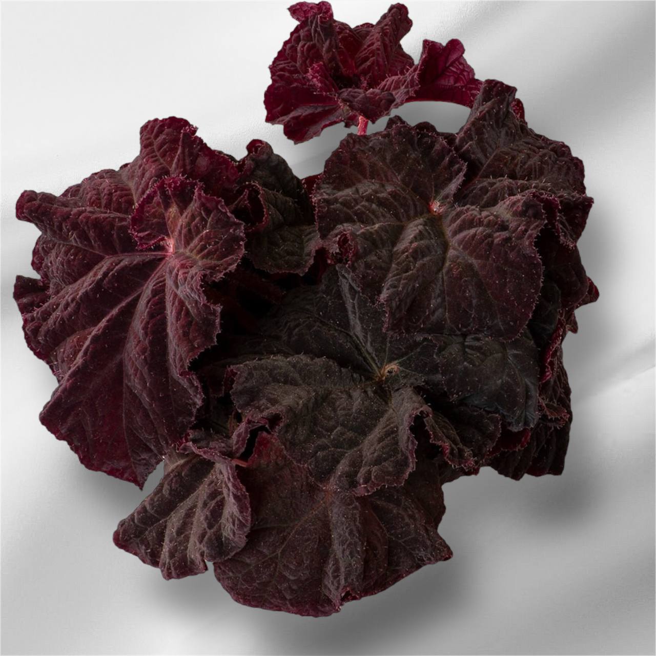 Бегония ...........DS-Lyric