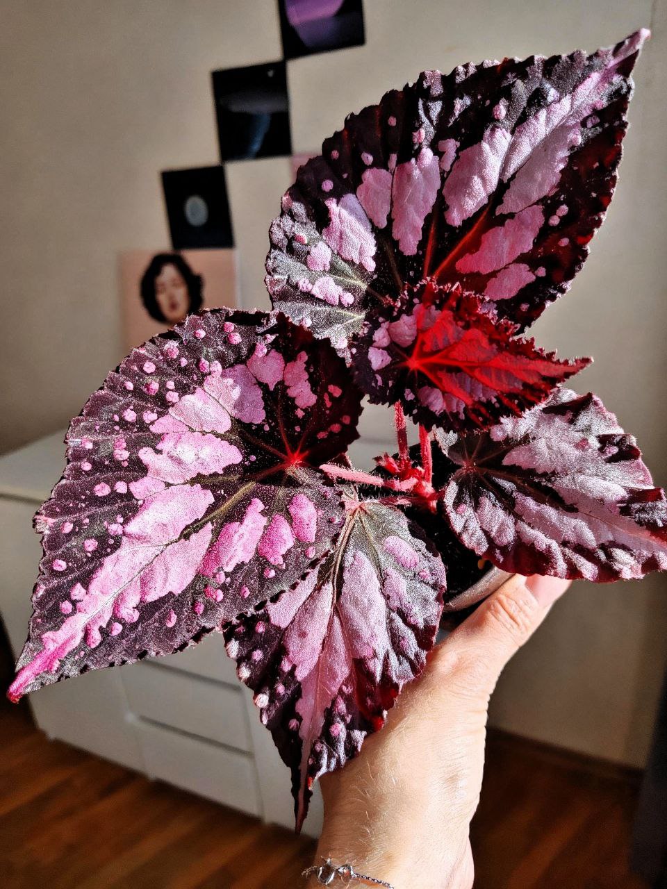 Бегония NS-Серебряный дождь