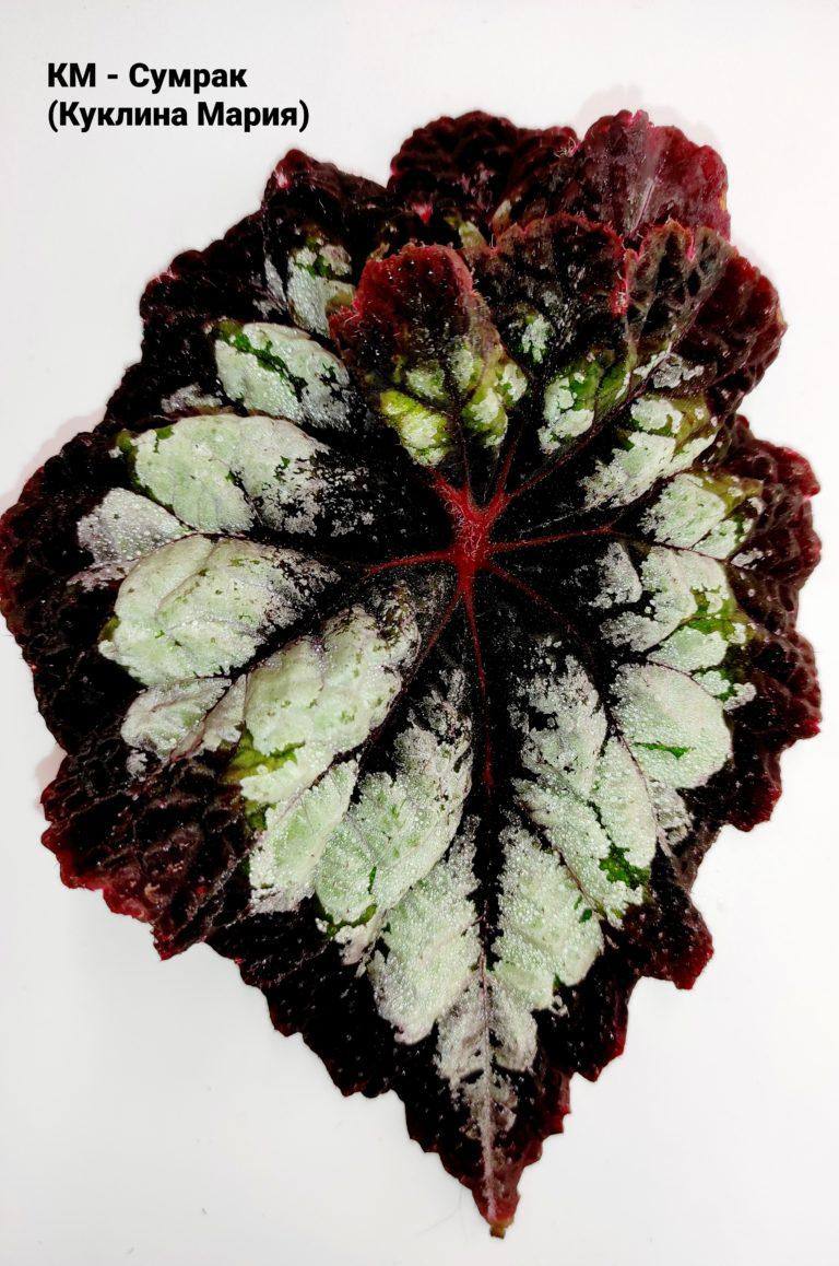 Бегония .......КМ-Сумрак