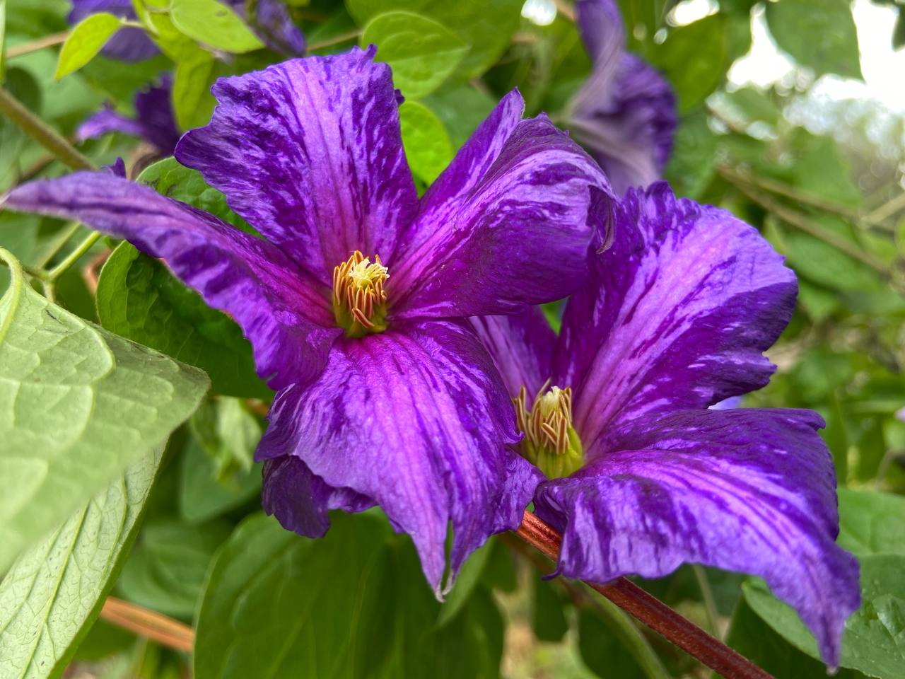 Клематис "Тай Дай"