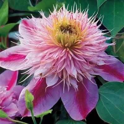 Клематис "Импресс"