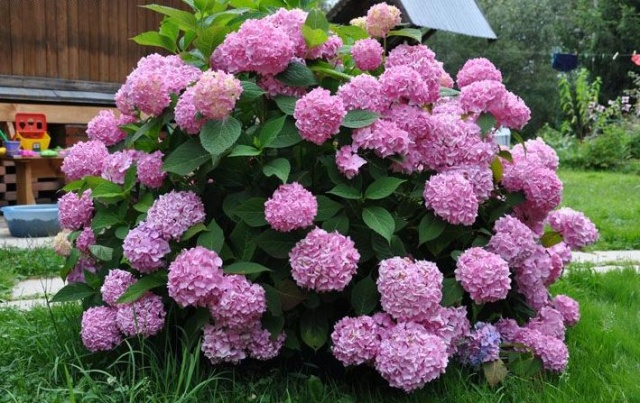 Гортензия крупнолистная розовая - 3