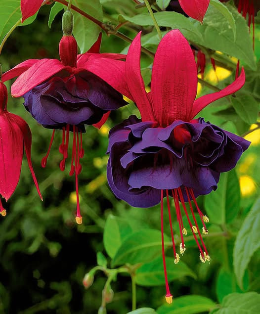 Маори Мэид  - 1