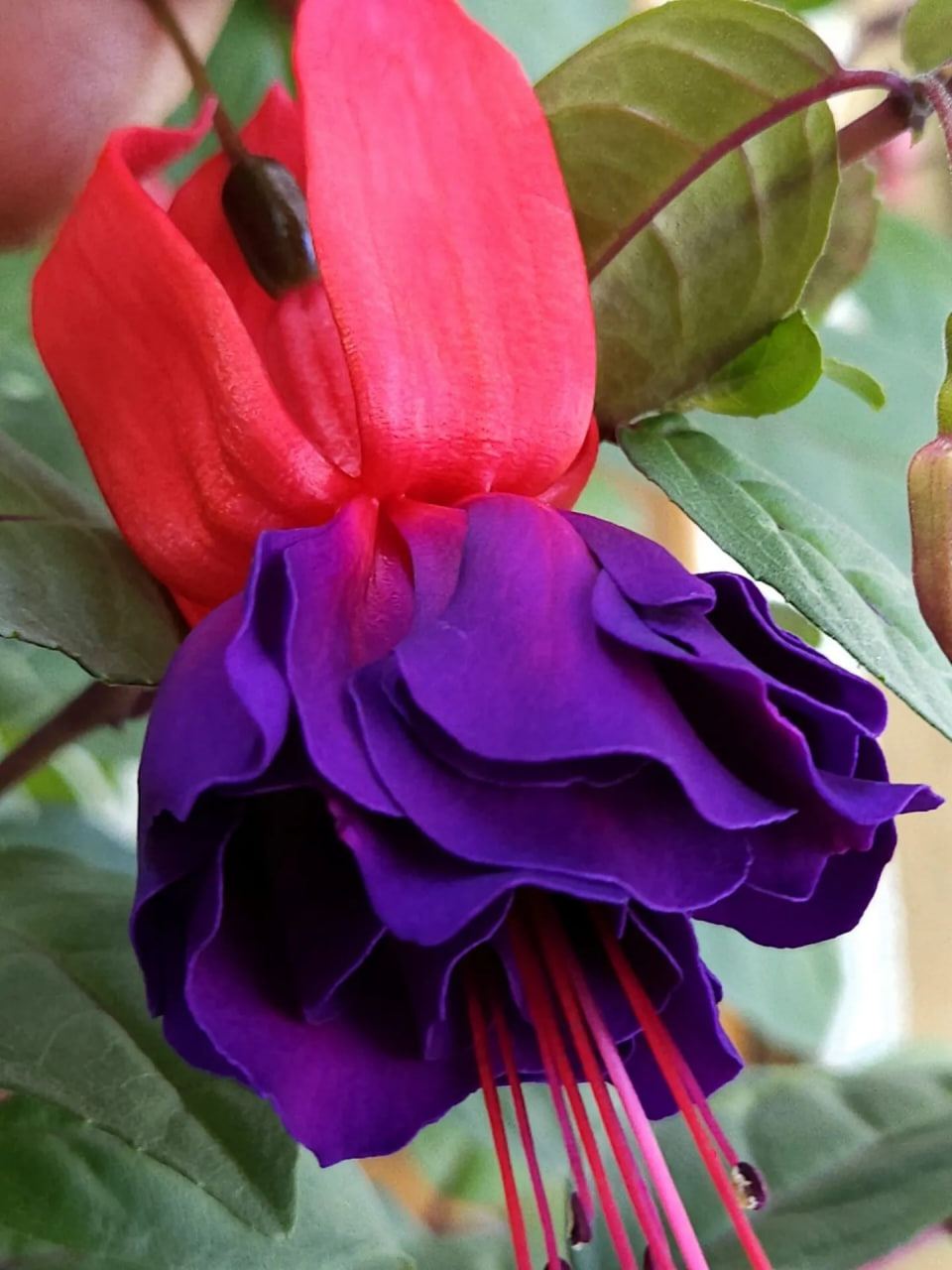 Маори Мэид  - 2