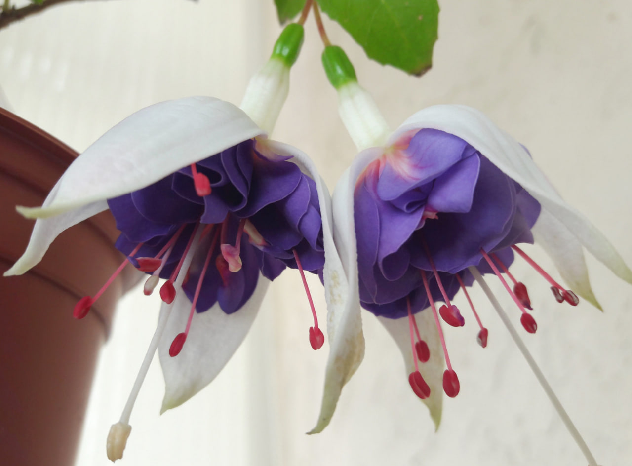 Блю Ангел - 1