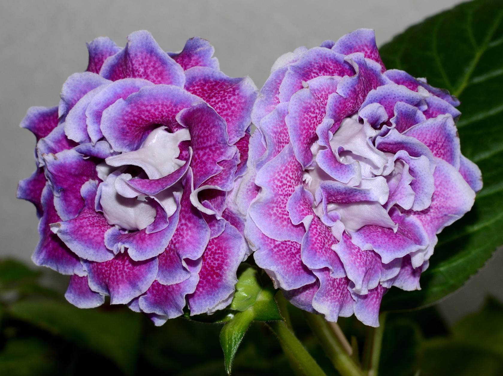 Глоксинии махровые (детки)