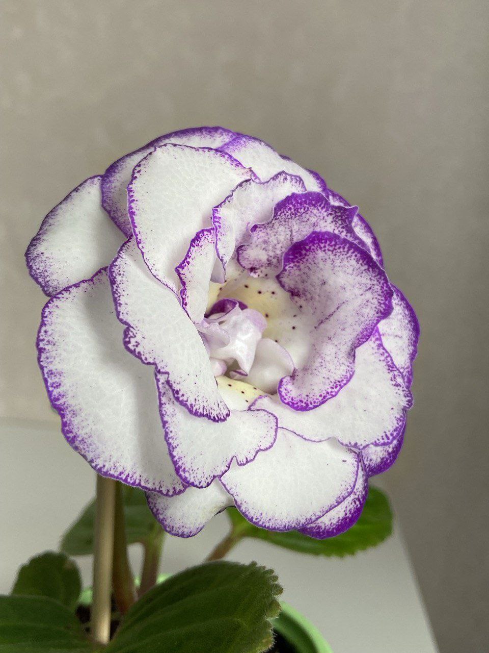 САТ-Элеганто - 1