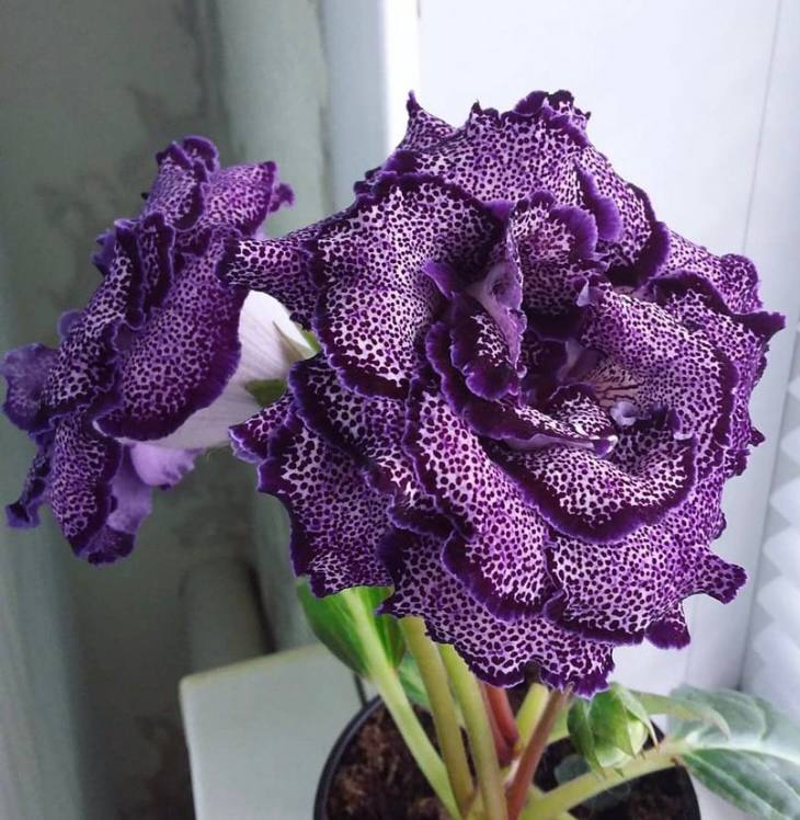 ЕН-Морокканская принцесса - 1