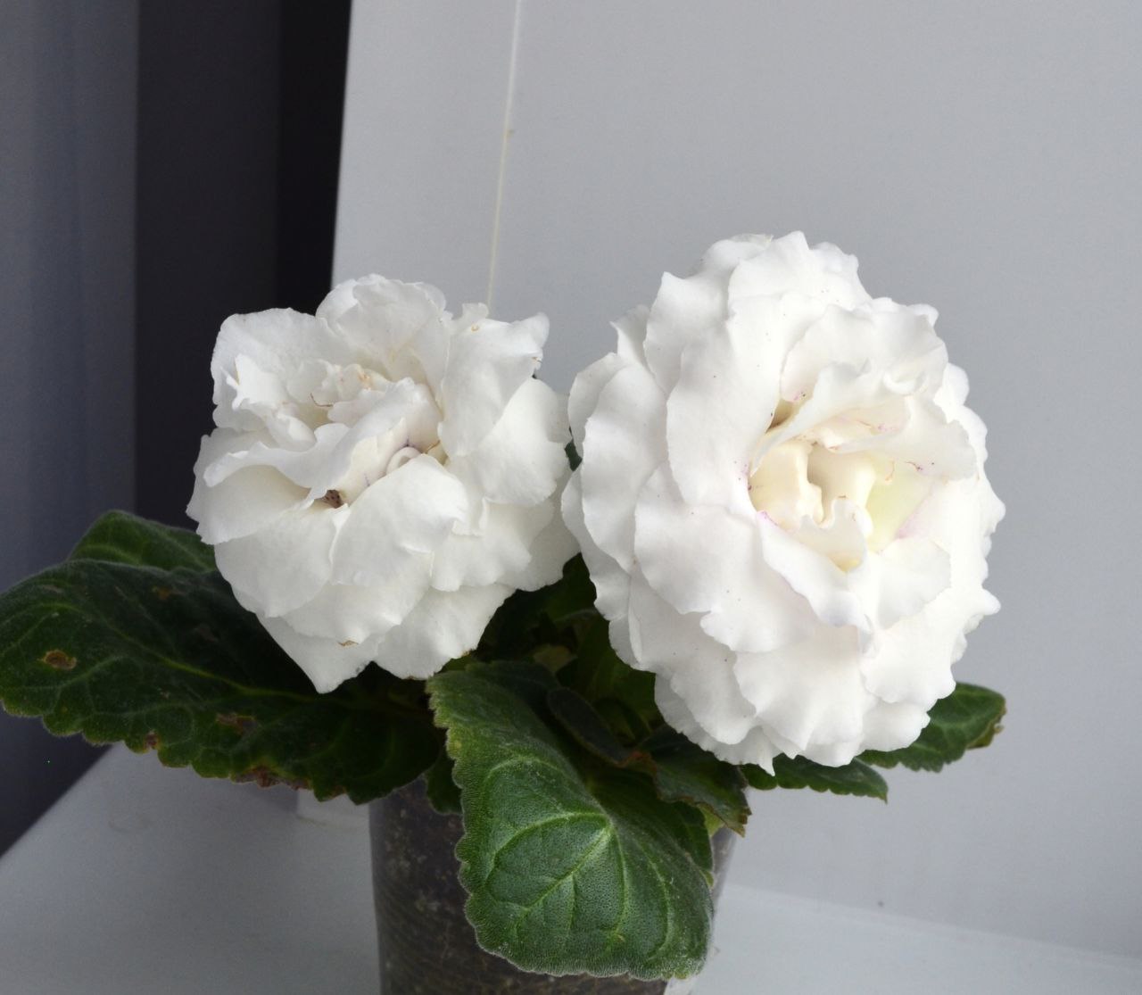 МАРТ-Зефирка