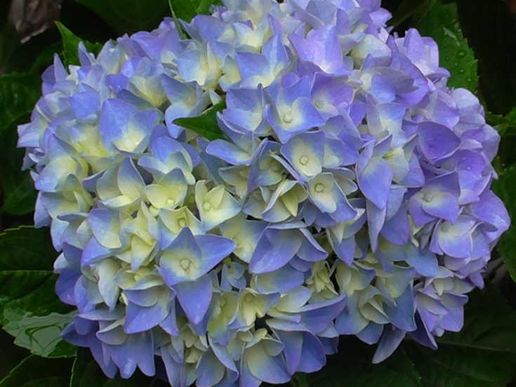 Гортензия "Блауэр Цверг"