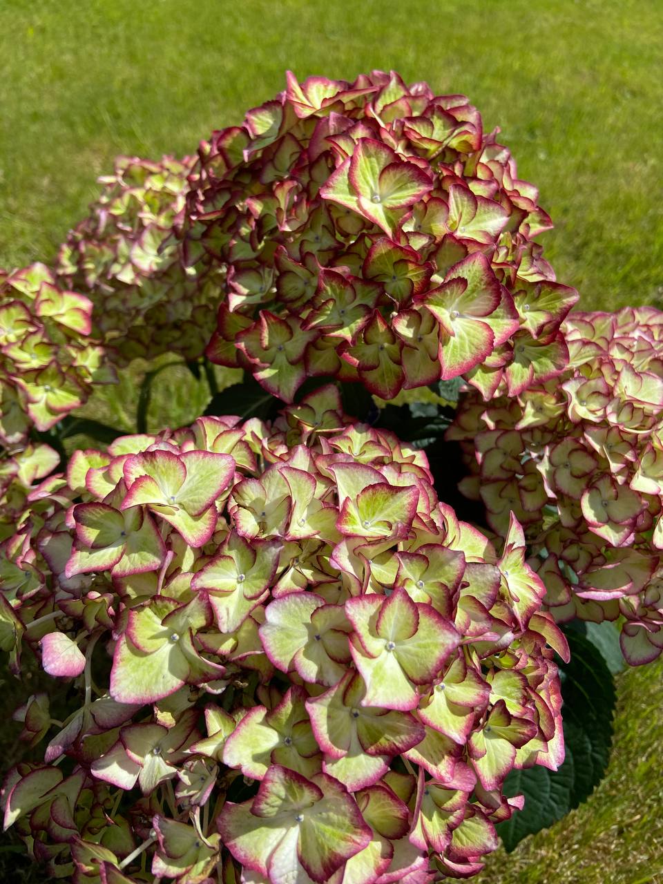 Гортензия "Hi Moon"