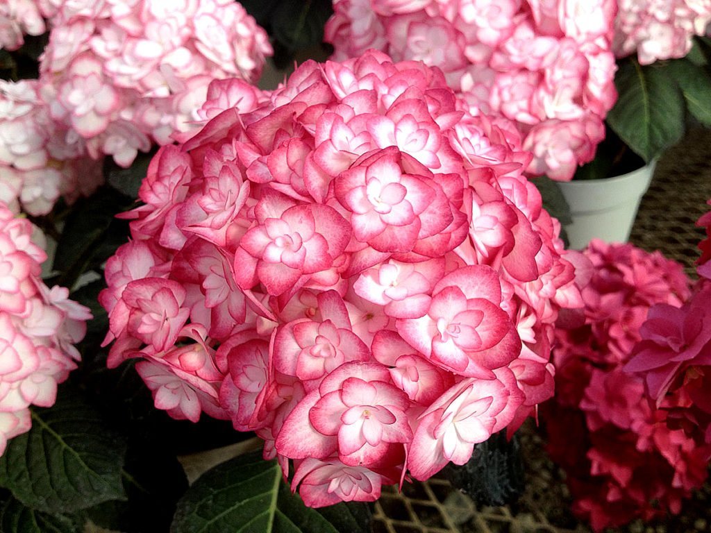 Гортензия "Мисс Саори"