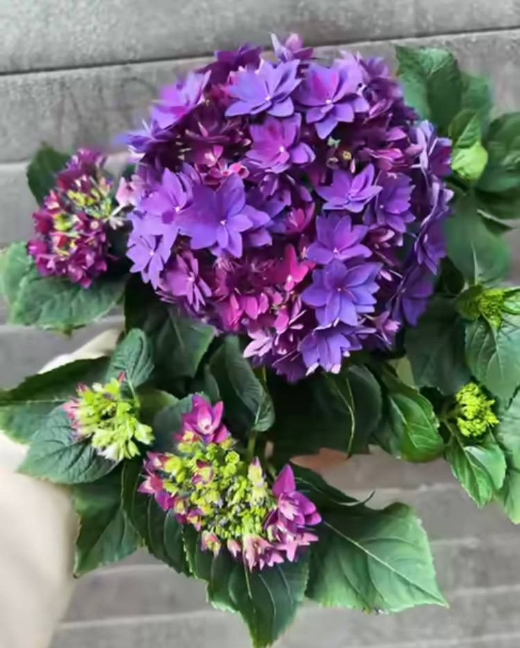 Гортензия "Френси блю"