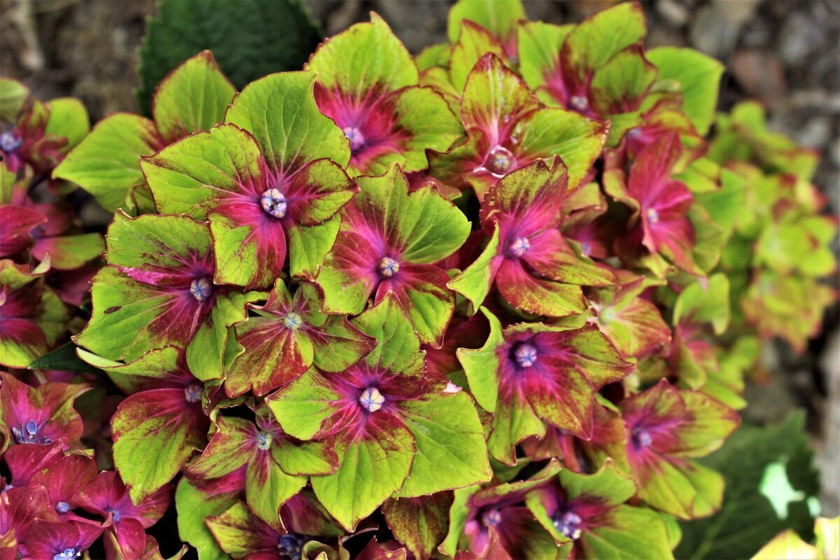 Гортензия Schloss wackerbarth - 2