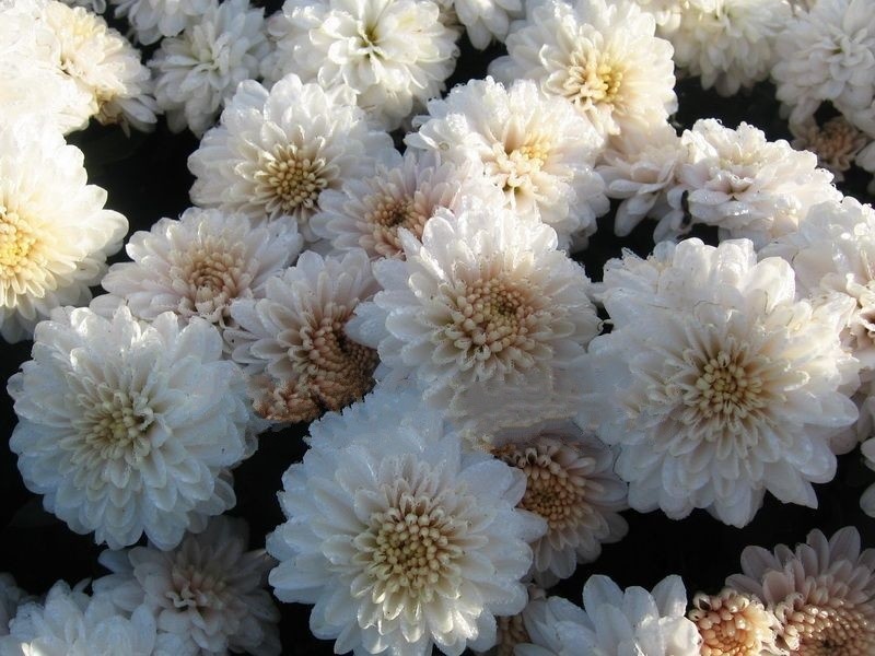 Дафна Перл - 1