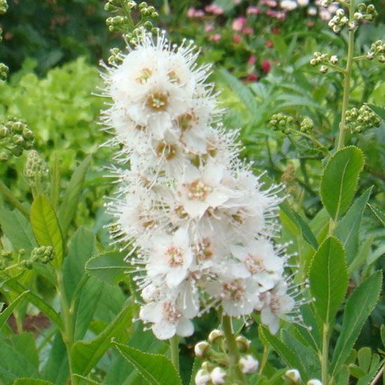 Спирея ивалистная сорта 