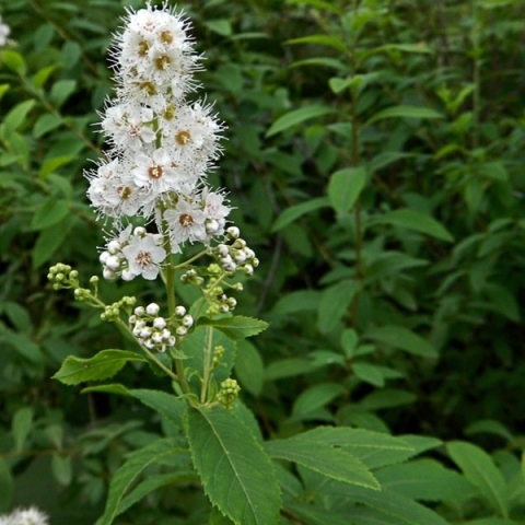 Спирея ивалистная сорта 