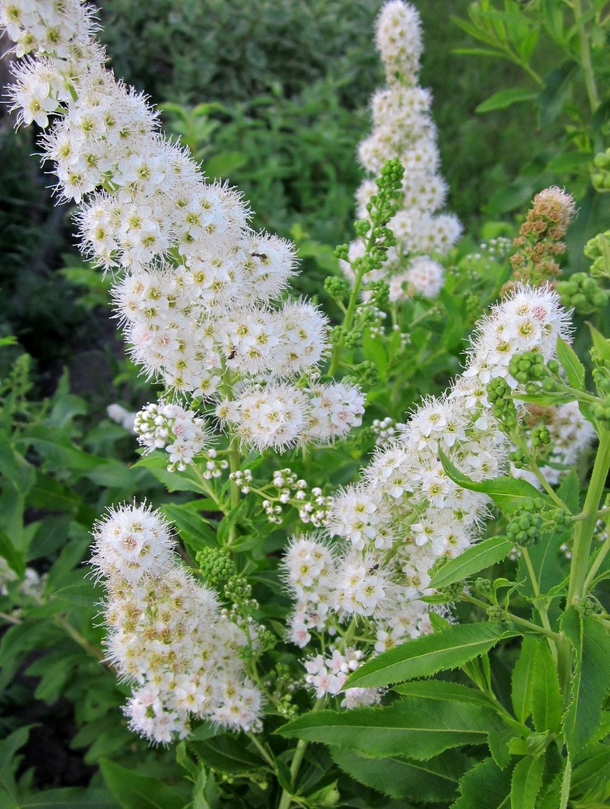 Спирея ивалистная сорта "Альба"