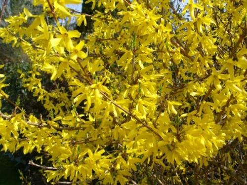 Форзиция - 1