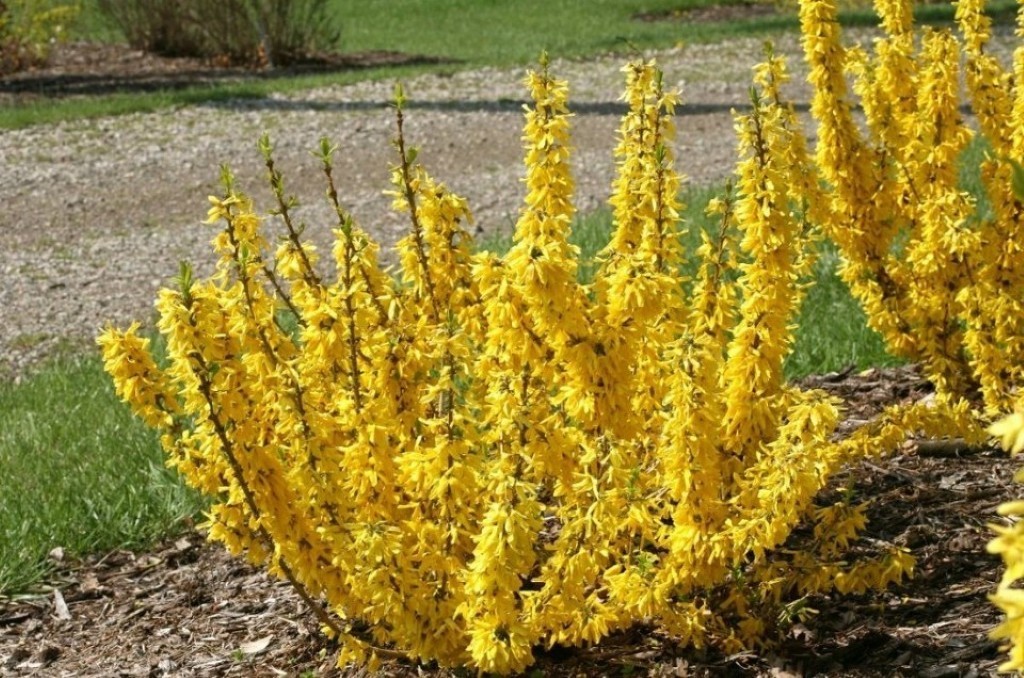 Форзиция - 3