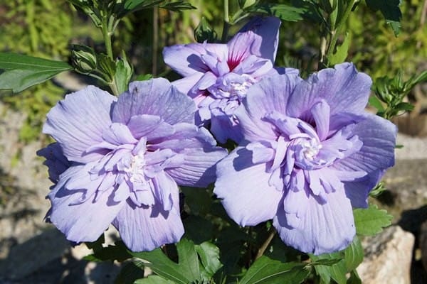 Гибискус сирийский 