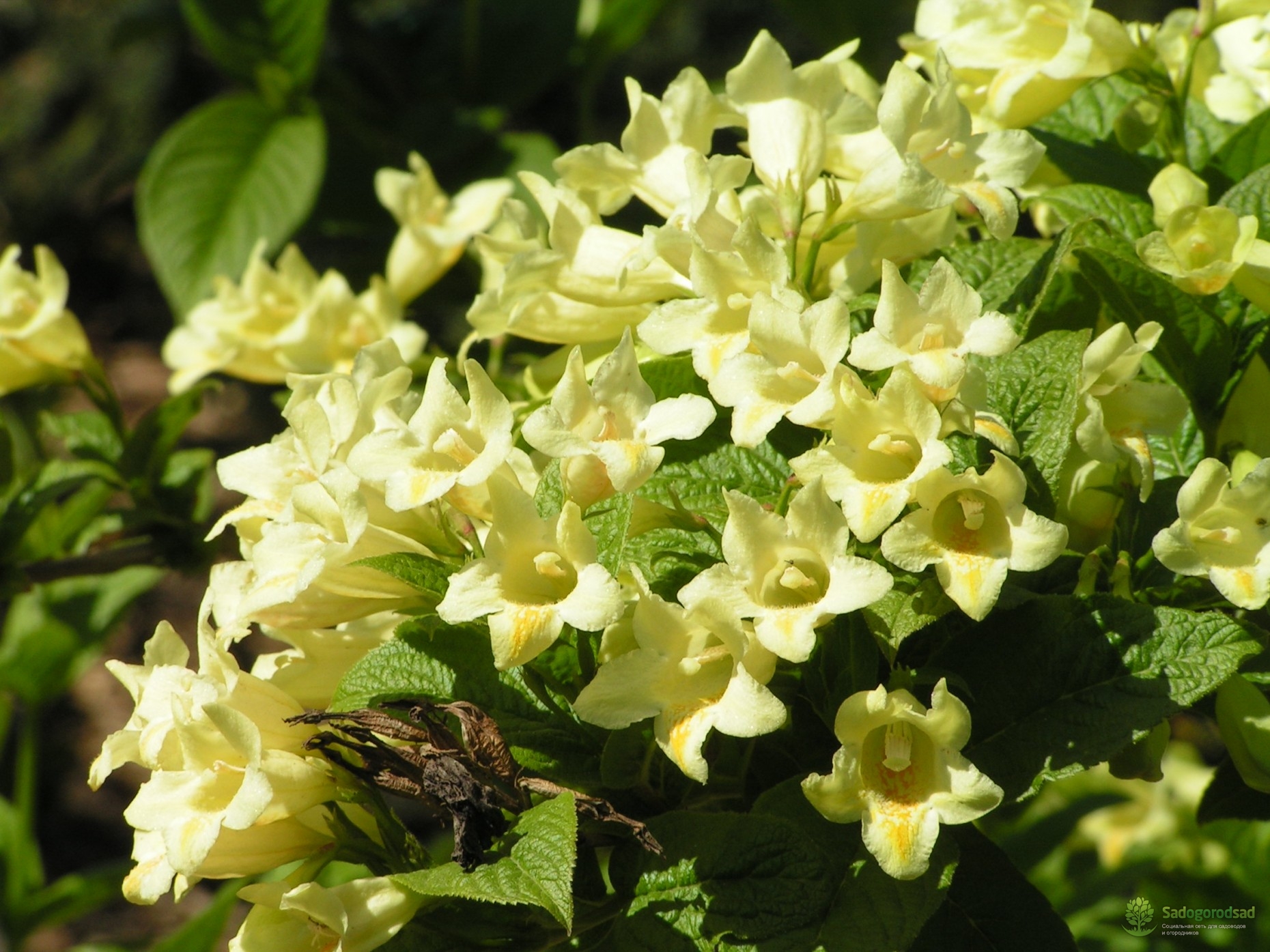 Вейгела "Миддендорфа"