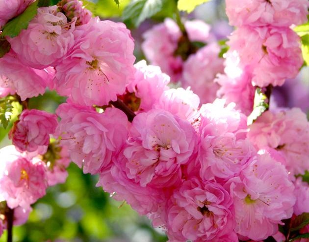 Миндаль "Prunus triloba"