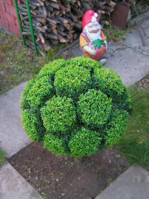 Самшит вечнозеленый - 2